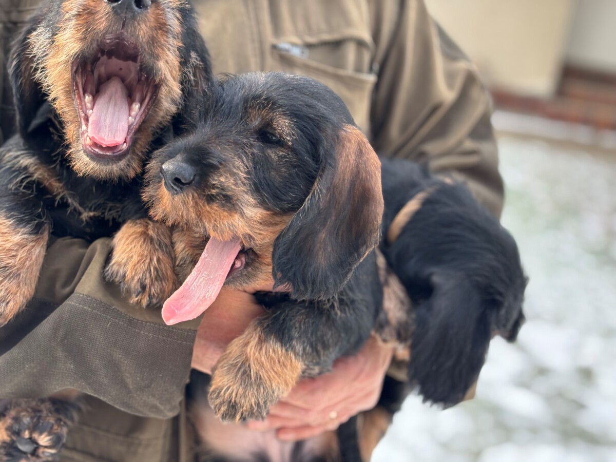 Inzerce – štěňata drsnosrstých  jezevčíků