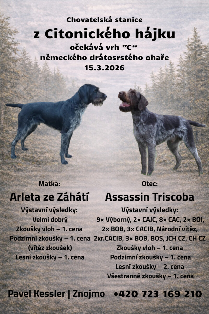 Inzerce štěňat německého drátosrstého ohaře