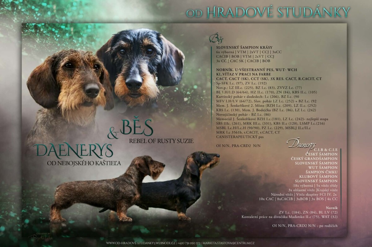 Inzerce štěňat  jezevčík drsnosrstý